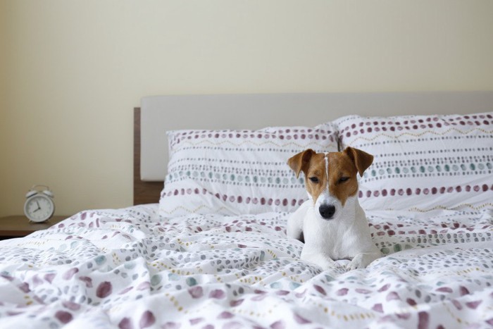 ベッドでくつろぐ犬