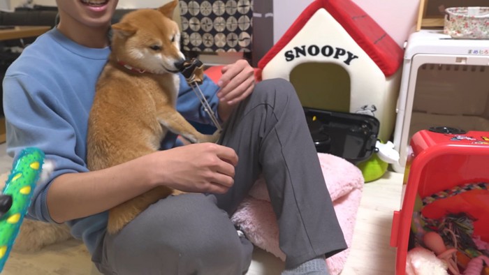 お兄ちゃんが帰省した時の豆柴4兄妹9