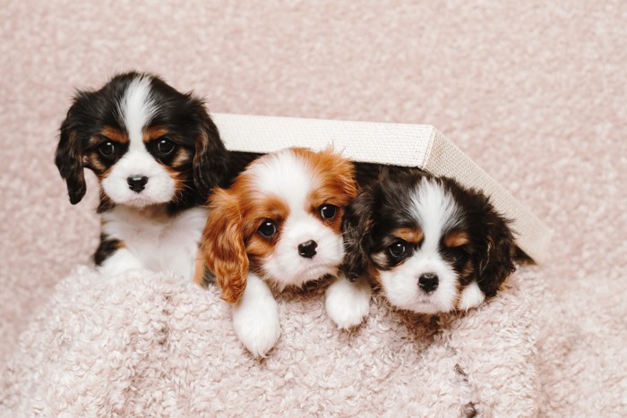 箱から顔を出す3匹のキャバリアの子犬たち