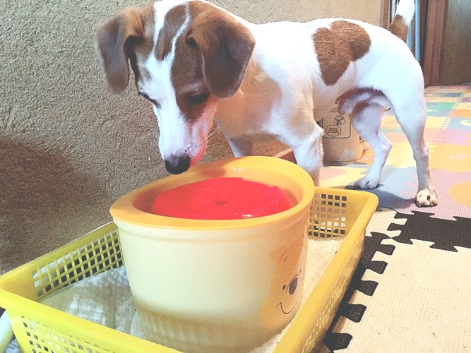 自動給水器を見つめる犬