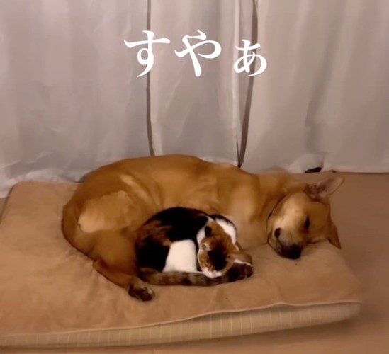 寄り添って眠る犬と猫