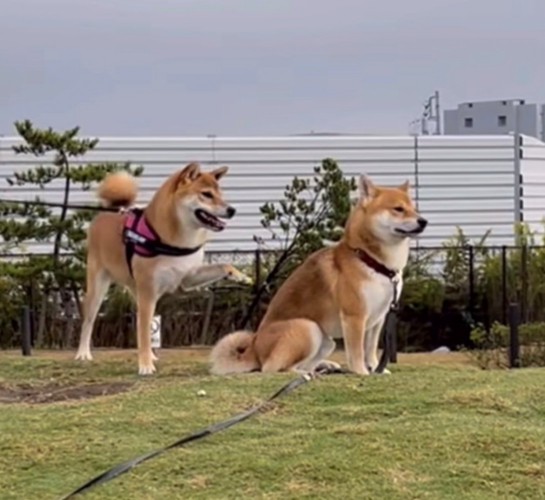 座る柴犬に近づく柴犬