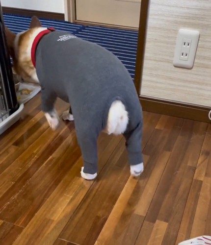 水入れの水を飲む犬