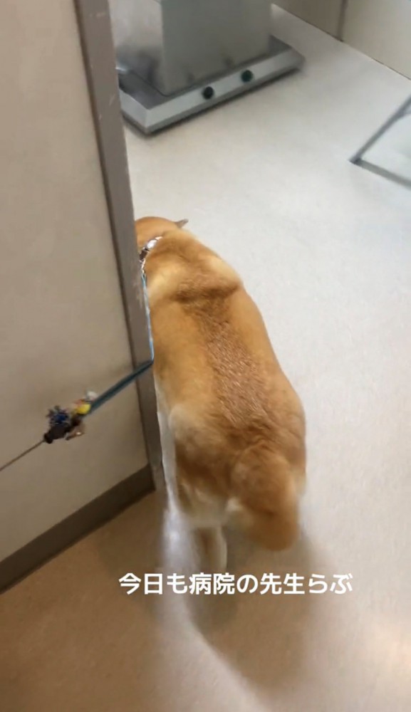 診察室に入っていく犬
