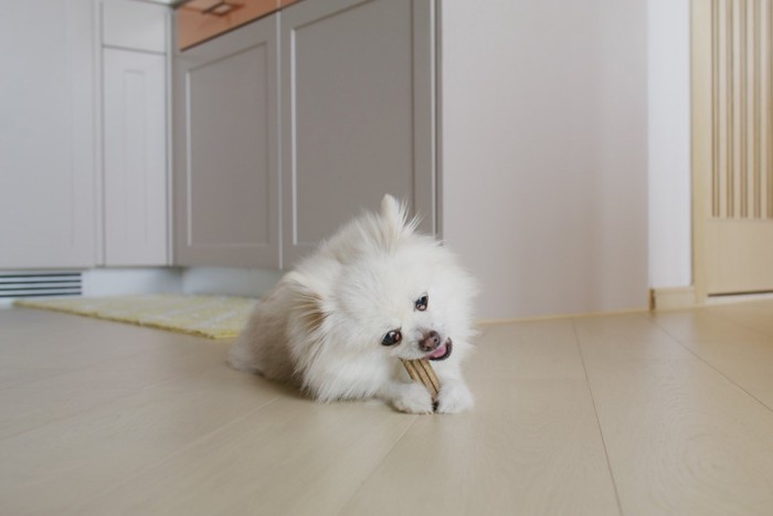 オヤツを食べる犬