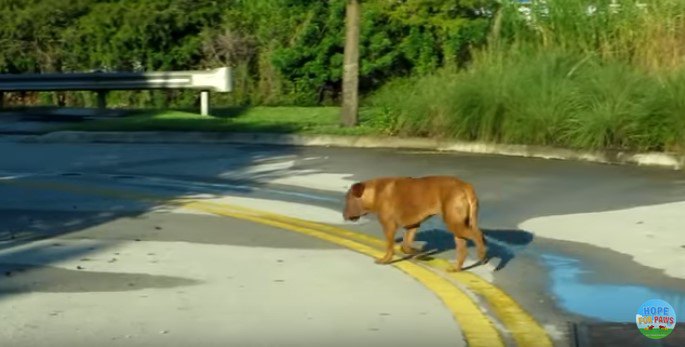 歩き去る犬