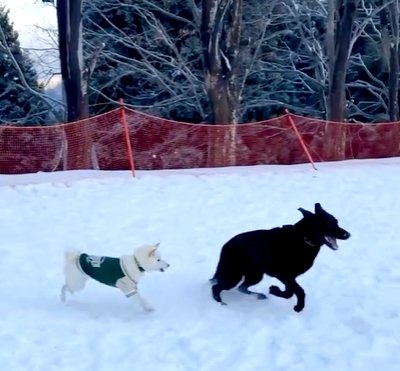 雪の中を走り回る犬たち