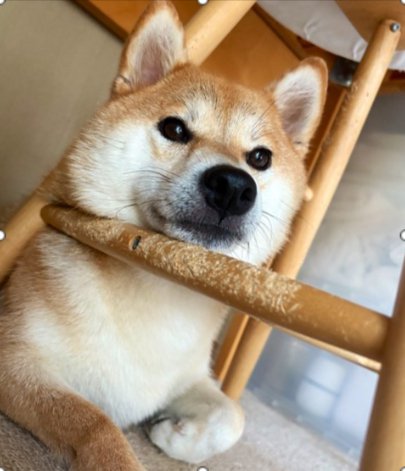 お散歩