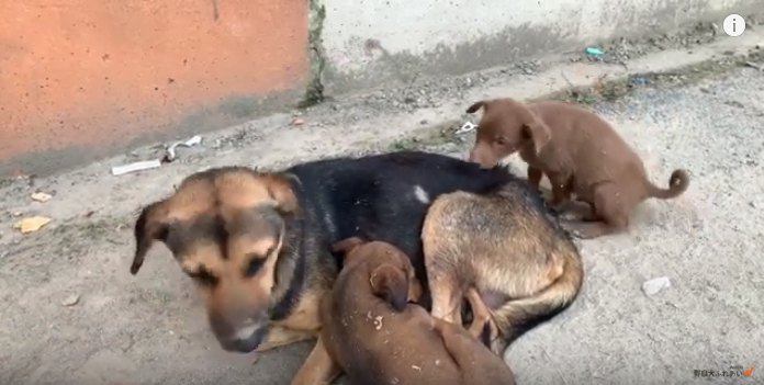 ママ犬と子犬達