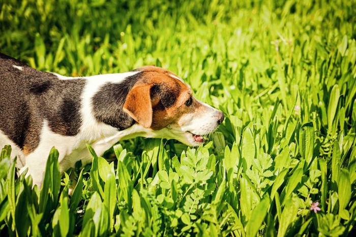 たくさん生えている草を食べる犬