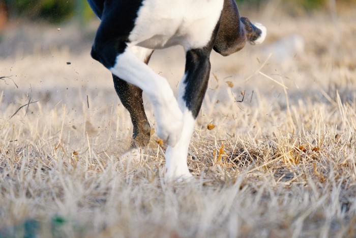 枯れ草の地面を蹴っている犬の手足のアップ