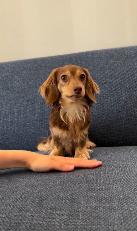 ティアちゃんの手を重ねるチャレンジ
