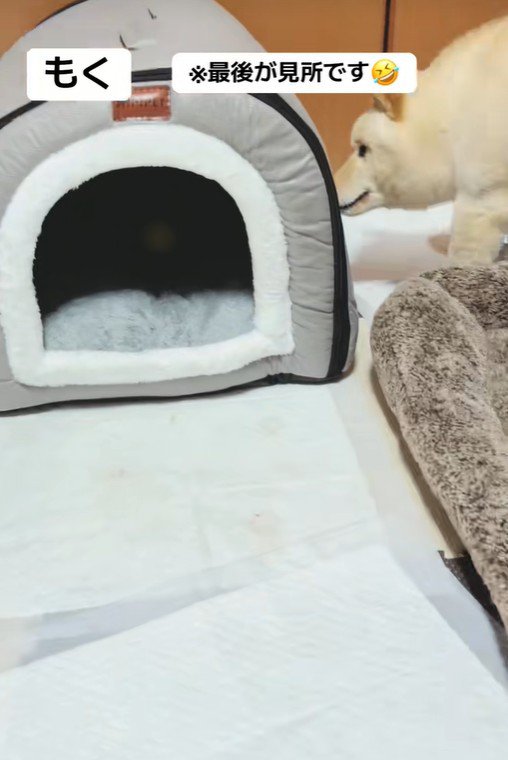 どうしても中に入りたいようです