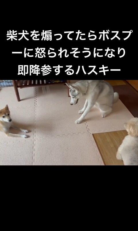 ウザ絡みしようとニヤつくアシㇼちゃん