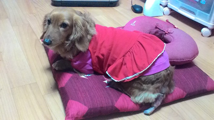 愛犬のしっぽを後ろから見た様子(赤い洋服を着ている)