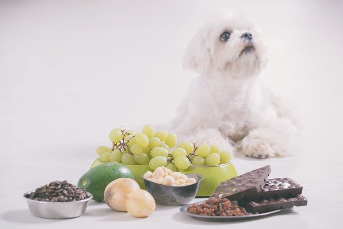 犬にＮＧな食べ物とマルチーズ