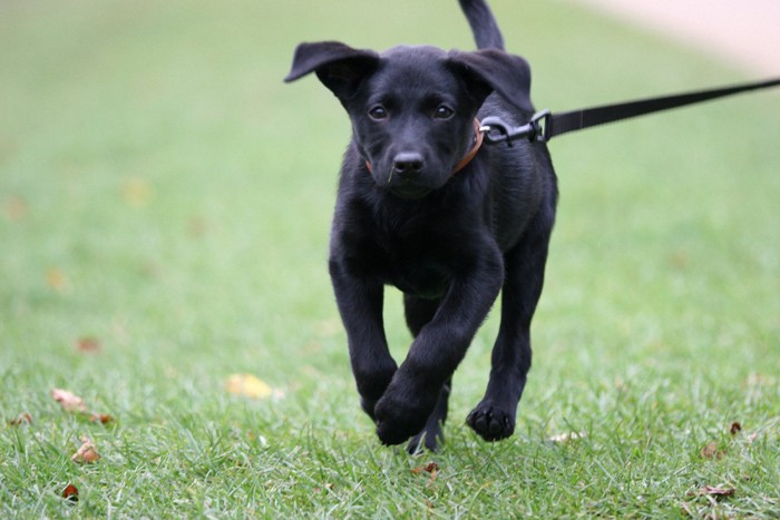 散歩中の子犬