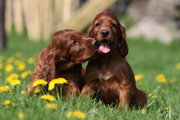 寄り添いあってじゃれているアイリッシュ・セターの子犬