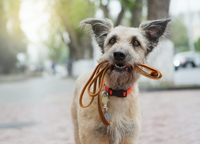 リードを咥えて見上げる犬