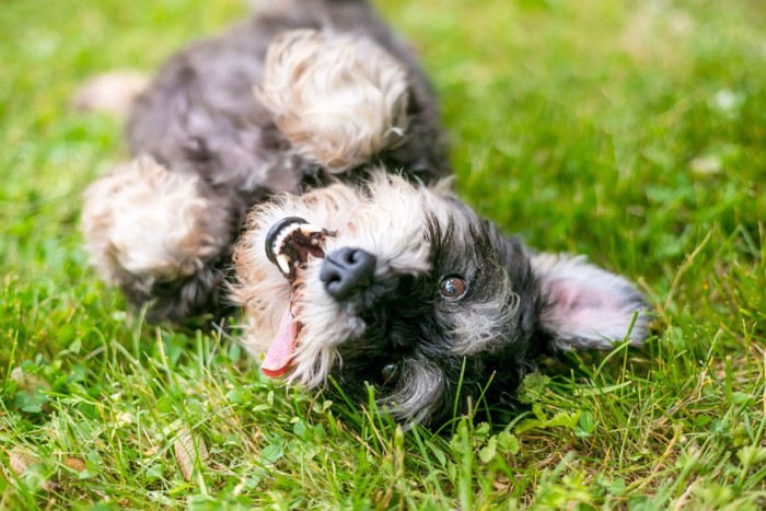 転がりながらこちらを見る犬