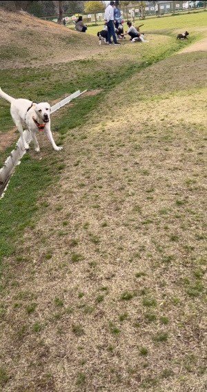 走ってくる犬