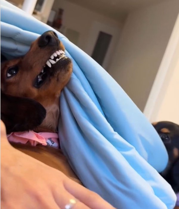 上を向く犬