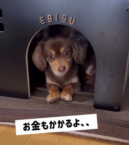 ハウスの中の犬