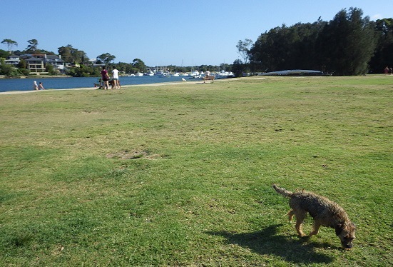 公園を散歩している犬