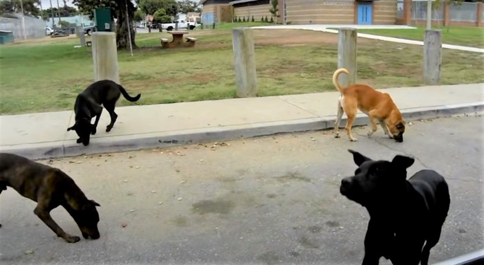 他の野良犬たち