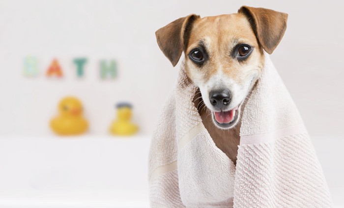 タオルを首からかけている犬