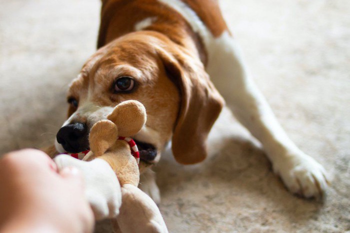 飼い主とぬいぐるみを引っ張り合う犬