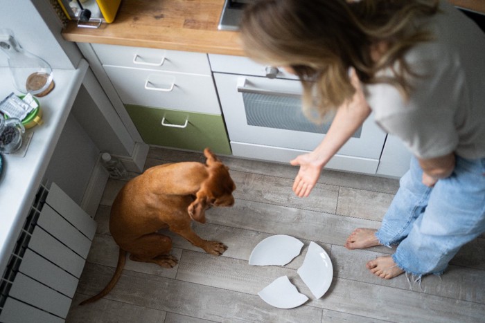 お皿を割ってしまった犬を叱る女性