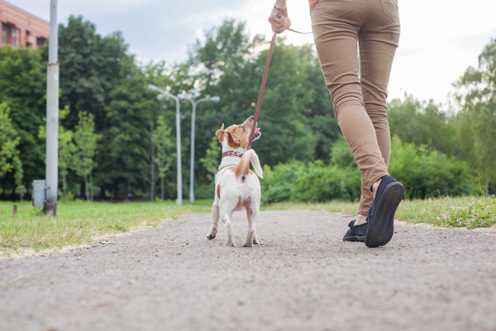 ヒールウォークをする犬と女性