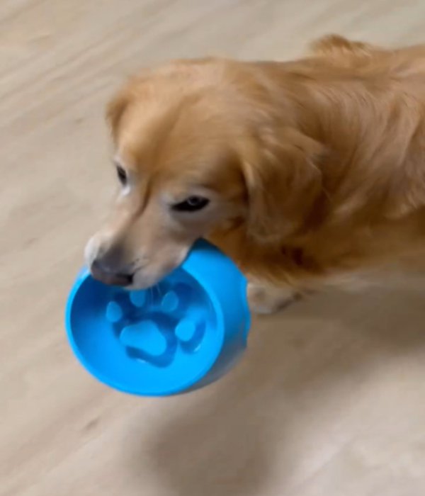 お皿をくわえて歩く犬