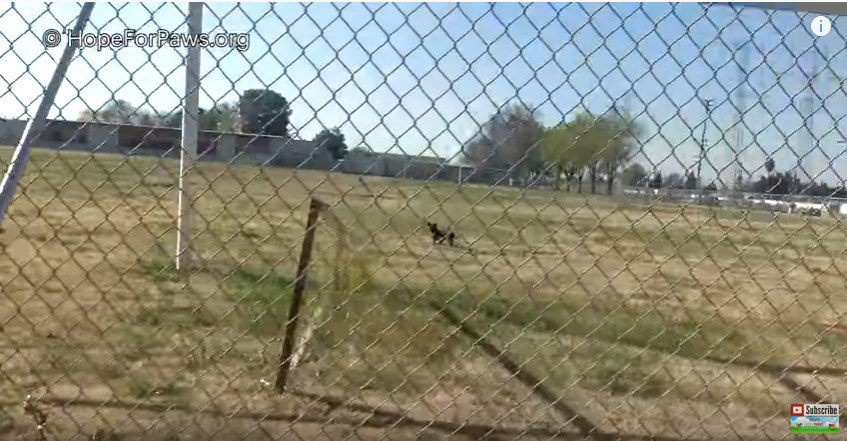 空地にたたずむ犬