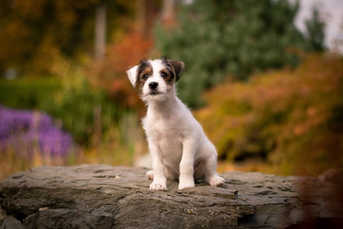 パーソンラッセルテリアの子犬