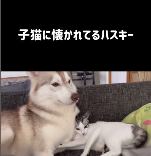 りりたん＆ここちゃん＆くぅちゃん