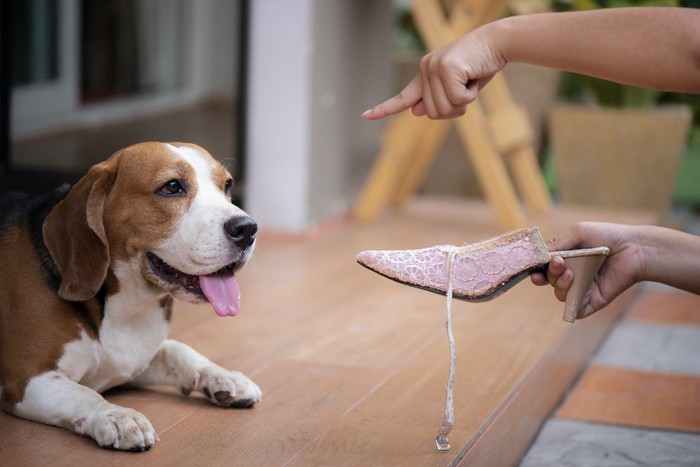 飼い主の靴をいたずらして叱られている犬