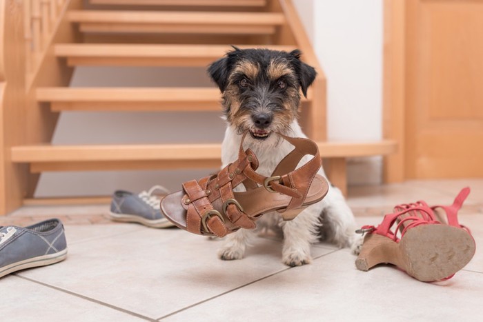 靴を噛んでいる犬