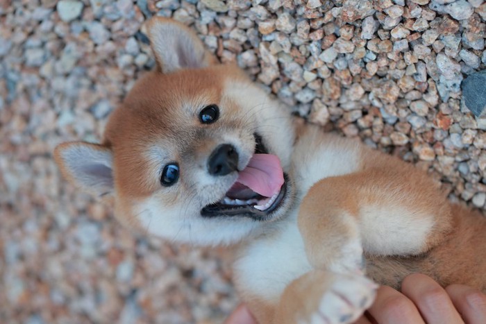 仰向けに寝転がる柴犬のパピー