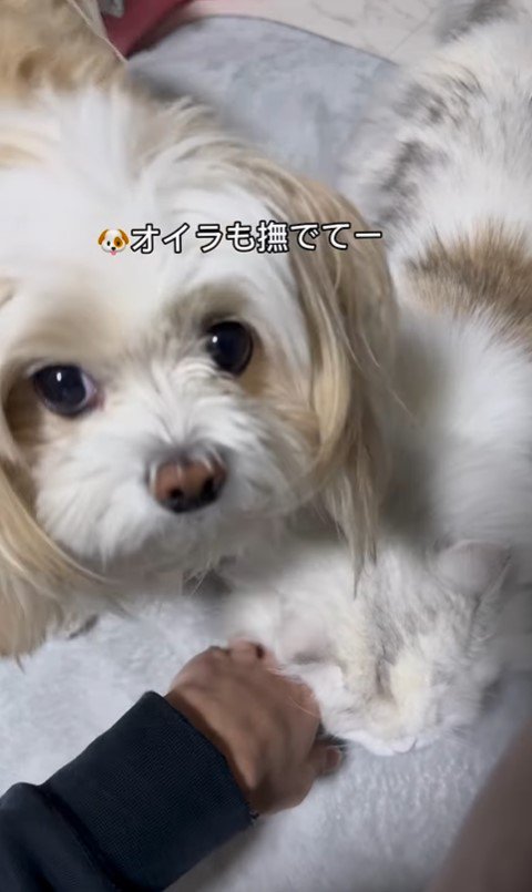 そあまるちゃんに甘える猫助ちゃん⑩