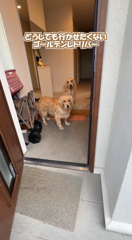 玄関から客人を見つめる2頭の犬