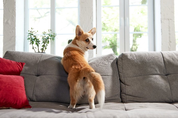 ソファの上で振り向く犬