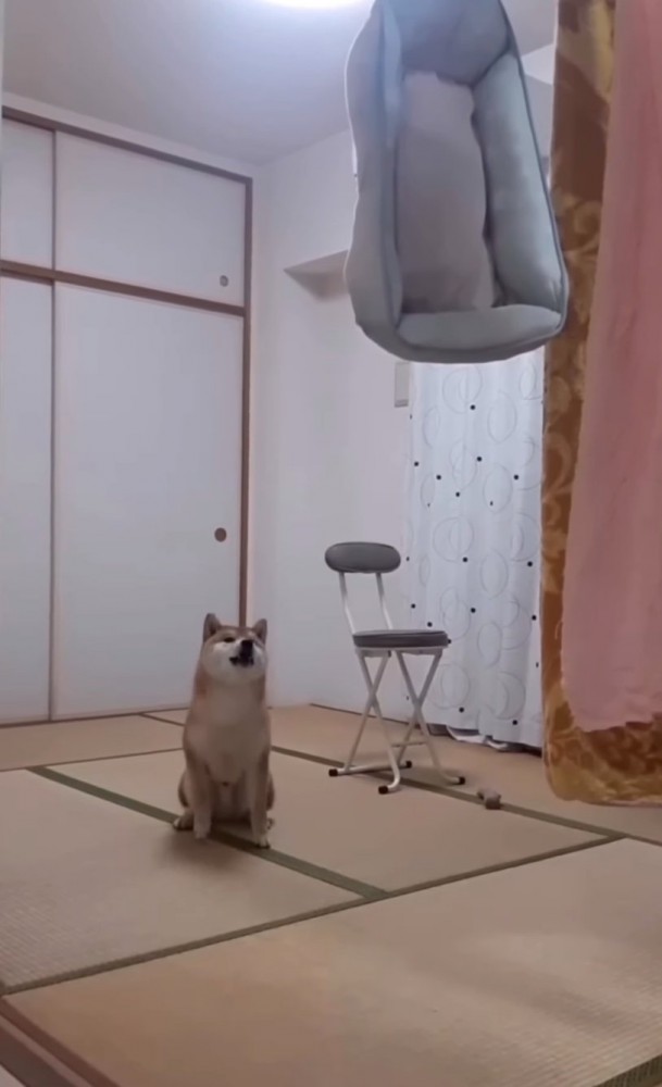 距離をとる柴犬