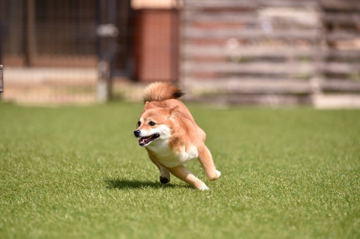 嬉しそうに走る柴犬