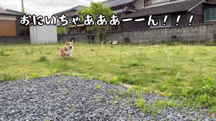お兄ちゃんを追って庭を疾走