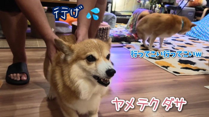 お風呂場への移動を促したら、再び抵抗！