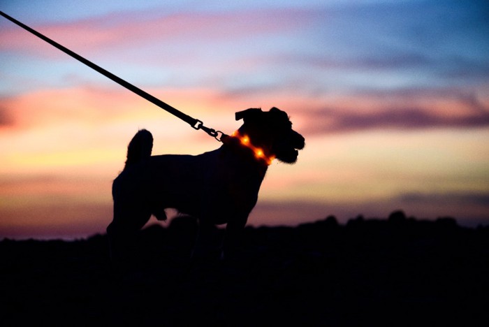 夕暮れに散歩する犬