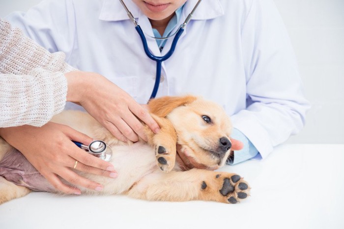診察を受ける子犬