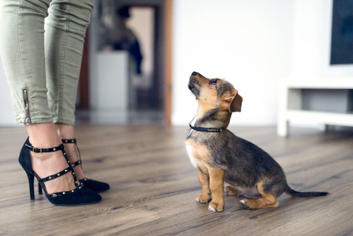 飼い主の足元に座る子犬